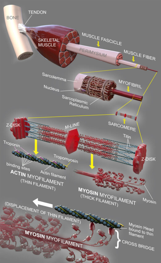 Image of integrative muscle structure from molecule to organ scales